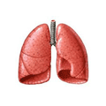 Resfriados y vías respiratorias